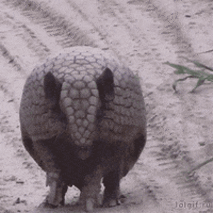 Aardvark.gif