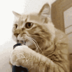 cat bong.gif