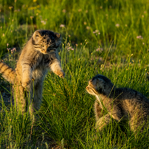 Manul_of_Mongolia_Photo_Tour___Cat_Expeditions___Ethical_Wild_Cat_Photo_Tours3.png