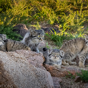 mammalwatching_com_wp-content_uploads_2023_02_Cat-Expeditions-Manul-of-Mongolia-Photo-Tour-202...png