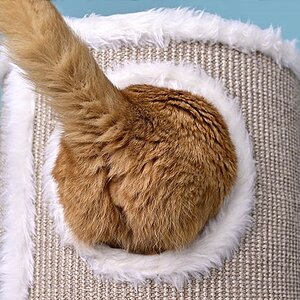 cat-butt-stuck-in-the-hole oh.jpg