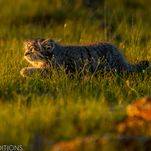 mammalwatching_com_wp-content_uploads_2023_02_Cat-Expeditions-Manul-of-Mongolia-Photo-Tour-202...png