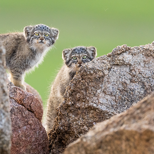 Manul_of_Mongolia_Photo_Tour___Cat_Expeditions___Ethical_Wild_Cat_Photo_Tours2.png