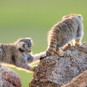 mammalwatching_com_wp-content_uploads_2023_02_Cat-Expeditions-Manul-of-Mongolia-Photo-Tour-202...png