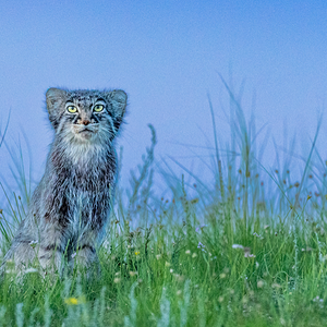 Manul_of_Mongolia_Photo_Tour___Cat_Expeditions___Ethical_Wild_Cat_Photo_Tours.png
