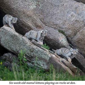 mammalwatching_com_wp-content_uploads_2023_10_Cat-Expeditions-Manul-of-Mongolia-Photo-Tour-202...png