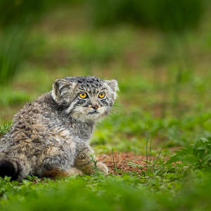 mammalwatching_com_wp-content_uploads_2023_10_Cat-Expeditions-Manul-of-Mongolia-Photo-Tour-202...png