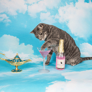 Cat champagne.gif