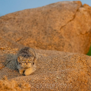 mammalwatching_com_wp-content_uploads_2023_10_Cat-Expeditions-Manul-of-Mongolia-Photo-Tour-202...png