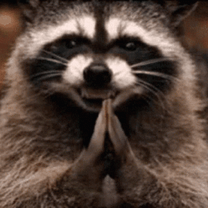 rubbing-hands-raccoon-evil-tj10hntbxmbcniyv.gif