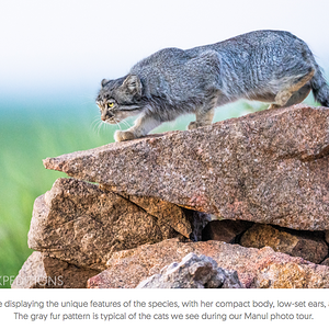 Manul___Cat_Expeditions___Ethical_Wild_Cat_Photo_Tours3.png