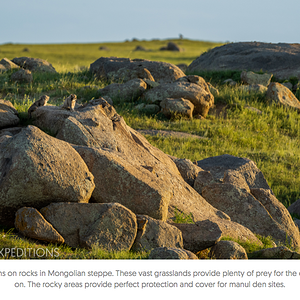 Manul___Cat_Expeditions___Ethical_Wild_Cat_Photo_Tours2.png