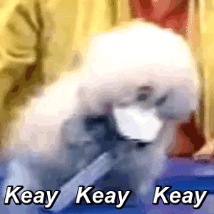 Winki Dink - Keay Keay Keay (1).gif