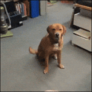 dog_frisbee2.gif