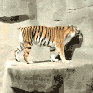 giphy (8).gif