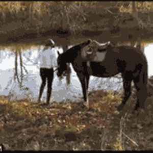 horse-is-apprehensive-about-water.gif