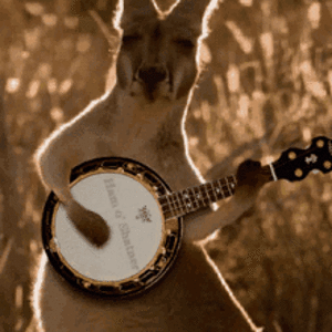 kangaroo-banjo.gif