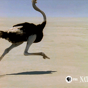 bigbird-gif-1.gif