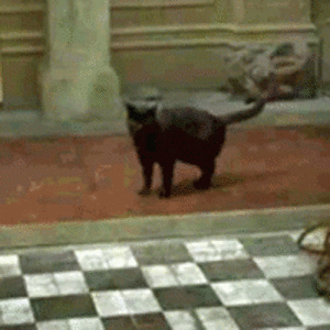 matrix cat.gif