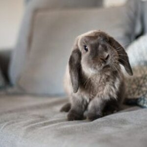 rabbit on couch.jpg