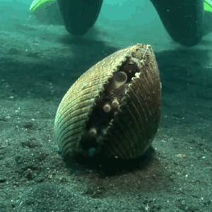 gif-octopus-clam.gif