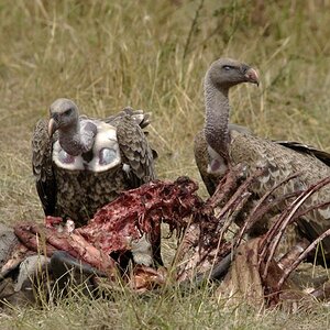 vultures-eating-bones.jpg