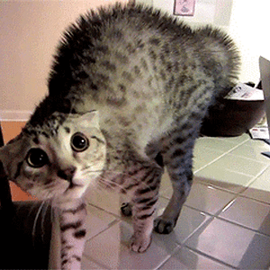 frightened-scared-cat-goosebumps-md05lgnesj398r0n.gif