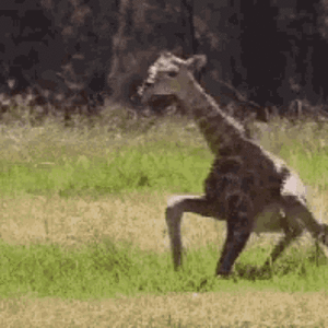 baby-giraffe-trying-to-walk.gif