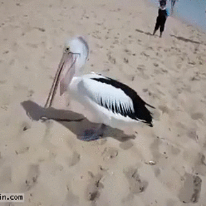 pelican-yawn.gif