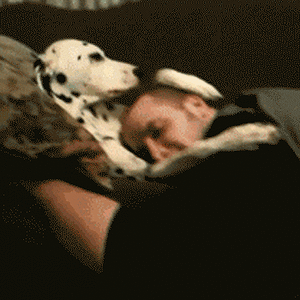 dog comfort.gif