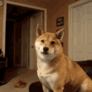 shiba-inu.gif