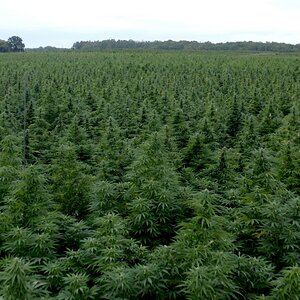 What-A-100-Acre-Cannabis-Farm-Looks-Like.jpg