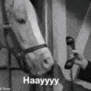 hay-horse.gif