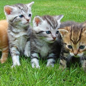 kittens_555822_960_720.jpg