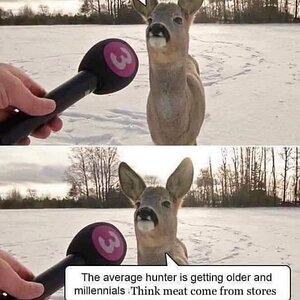 DEER.jpg