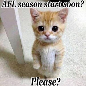 concerned kitten - AFL start.jpg