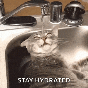 _cat stay hydrated.gif