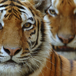 Two Tigers.jpg