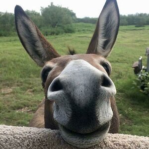 cute-donkey-pictures-51-62723525b4962__700_img_628c57360e1e8_img_628effffe24f5.jpg