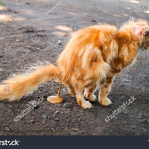 stock-photo-cat-s-feces-when-cat-diarrhea-sitting-and-pooping-outdoor-1628739523.jpg