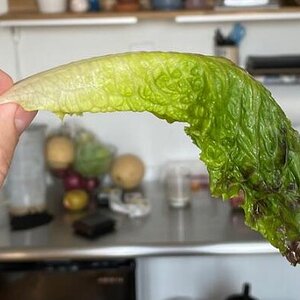 wet lettuce.jpg