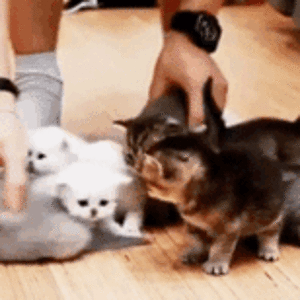 [w.pinterest.com] Herding Cats [e].gif