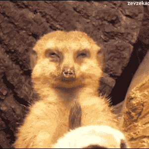 Meerkat Boner.gif