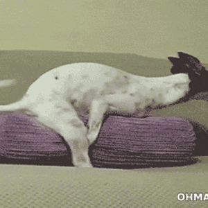 [giphy.com] funny-dog-W6kzpR1qVNCIU.gif