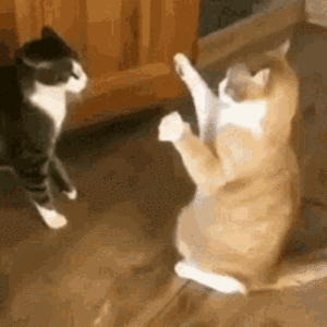 hahaha-cat.gif