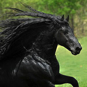 beautiful-horse-mane-black-friesian-frederik-great-6.jpg