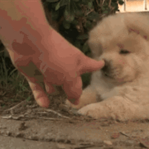 dog1.gif