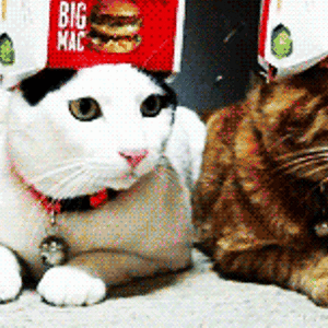 cats2.gif