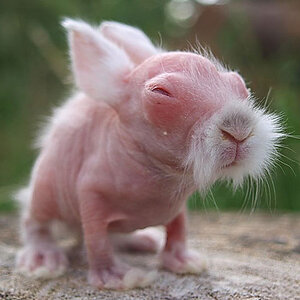 hairless-bald-animals-1.jpg