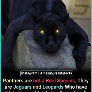 panthers.jpg